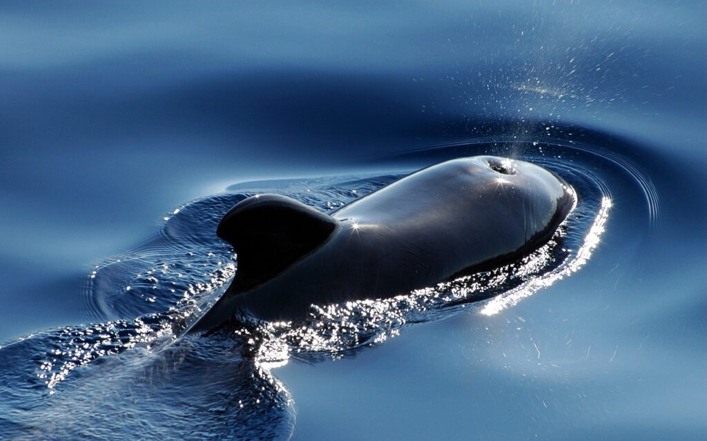 soñar con ballenas