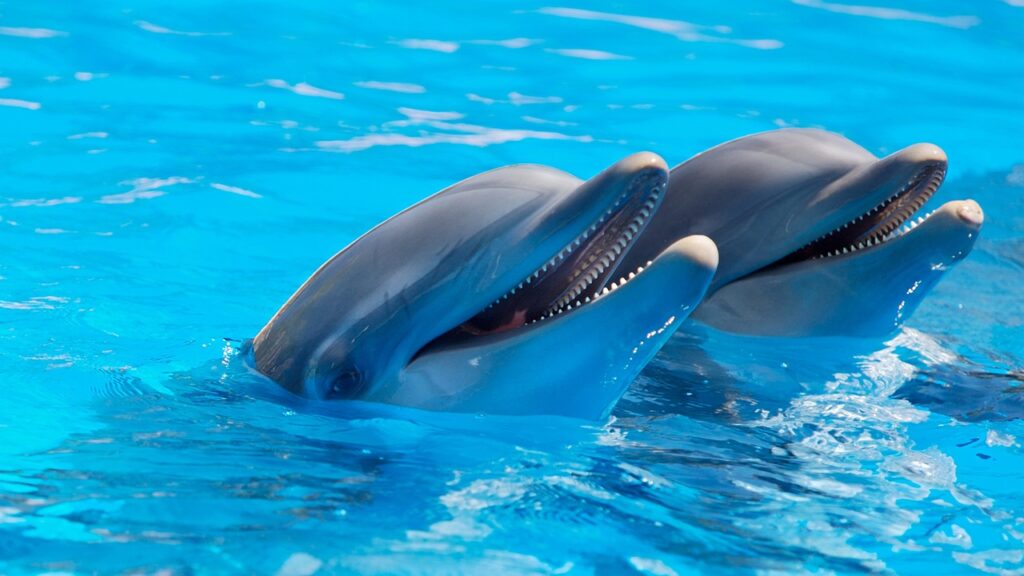 soñar con delfines