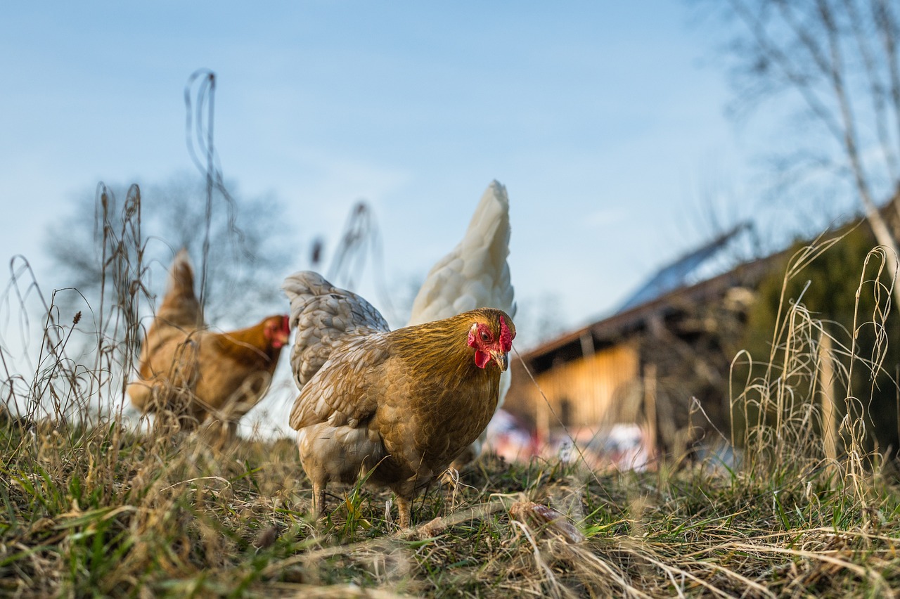 soñar con gallinas