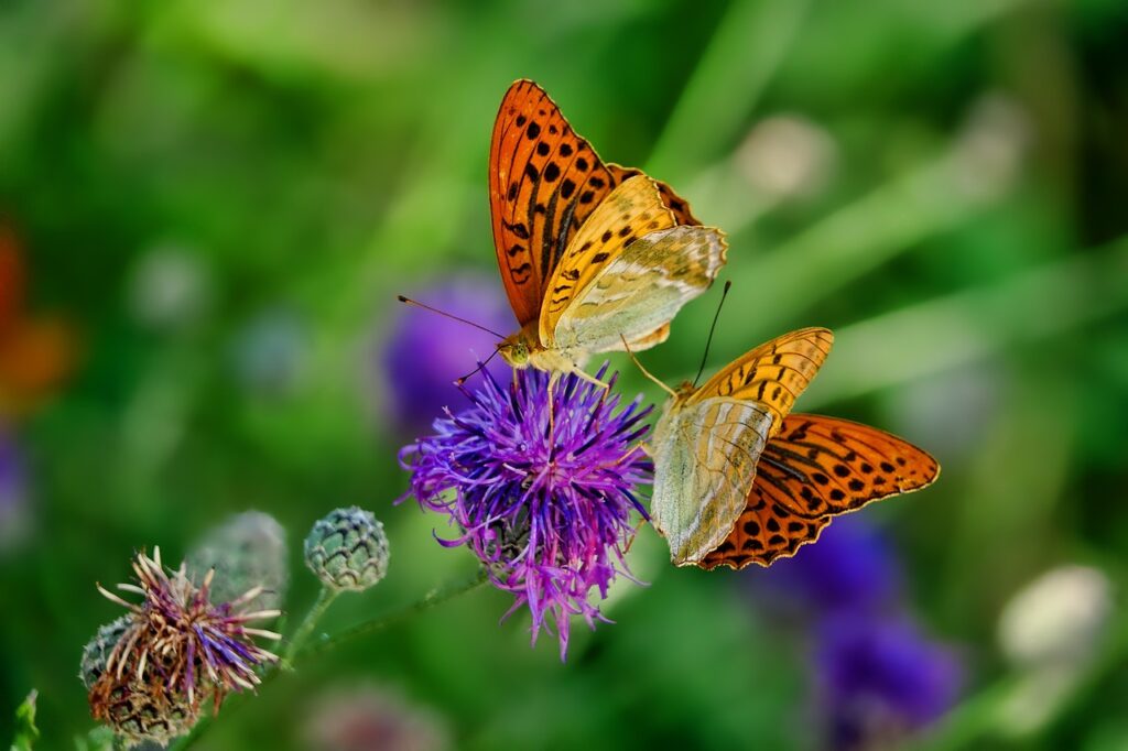 soñar con mariposas