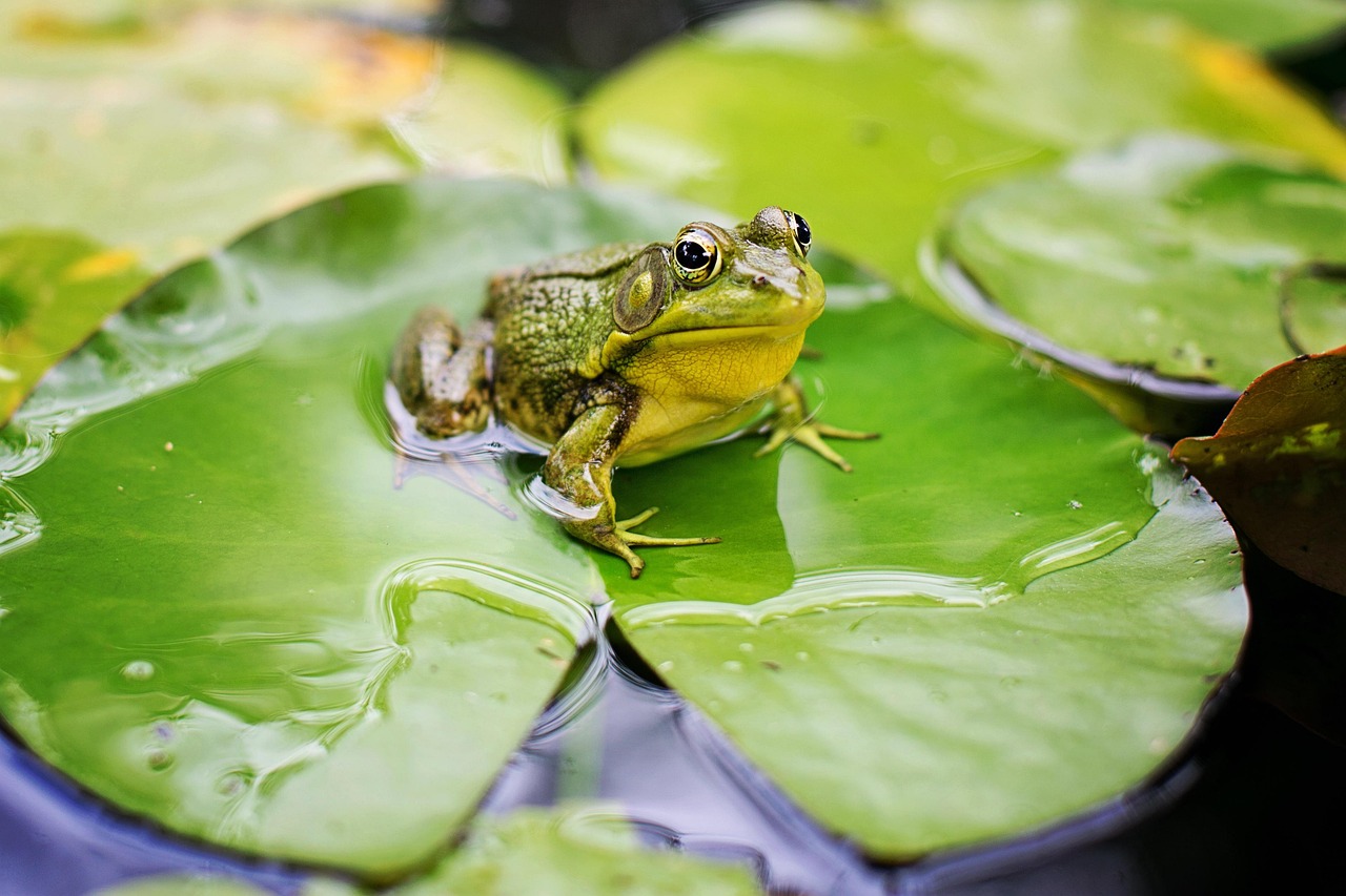 soñar con ranas